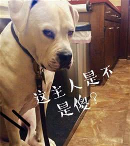 这几种情况，不要乱喊狗狗的名字，不然只会让它远离你