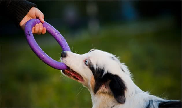 不多见的澳大利亚牧羊犬，比边牧性子沉稳，你更喜欢谁
