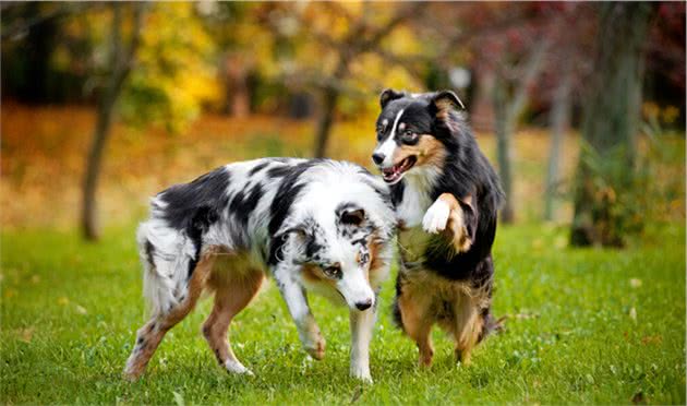 不多见的澳大利亚牧羊犬，比边牧性子沉稳，你更喜欢谁