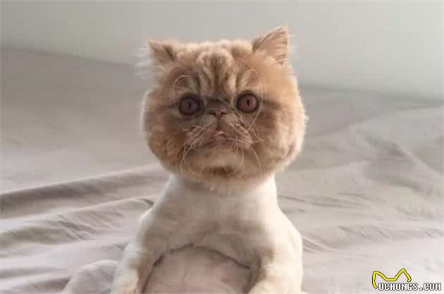 国产无谷低敏的猫粮什么牌子好？