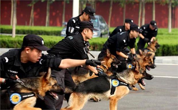 这8种狗，居然都属于“工作犬”，真是人类的好帮手
