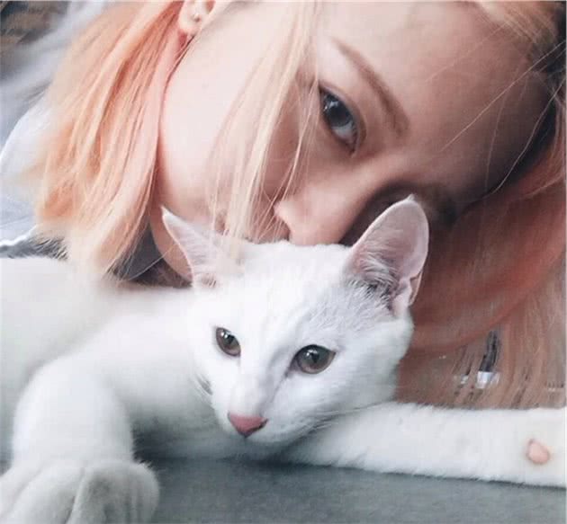 世界上最小的猫咪top6，萌得好想抱一只回家！