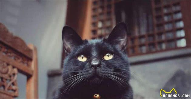 世界上最小的猫咪top6，萌得好想抱一只回家！