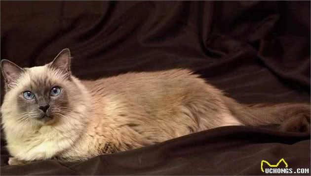 世界上最小的猫咪top6，萌得好想抱一只回家！