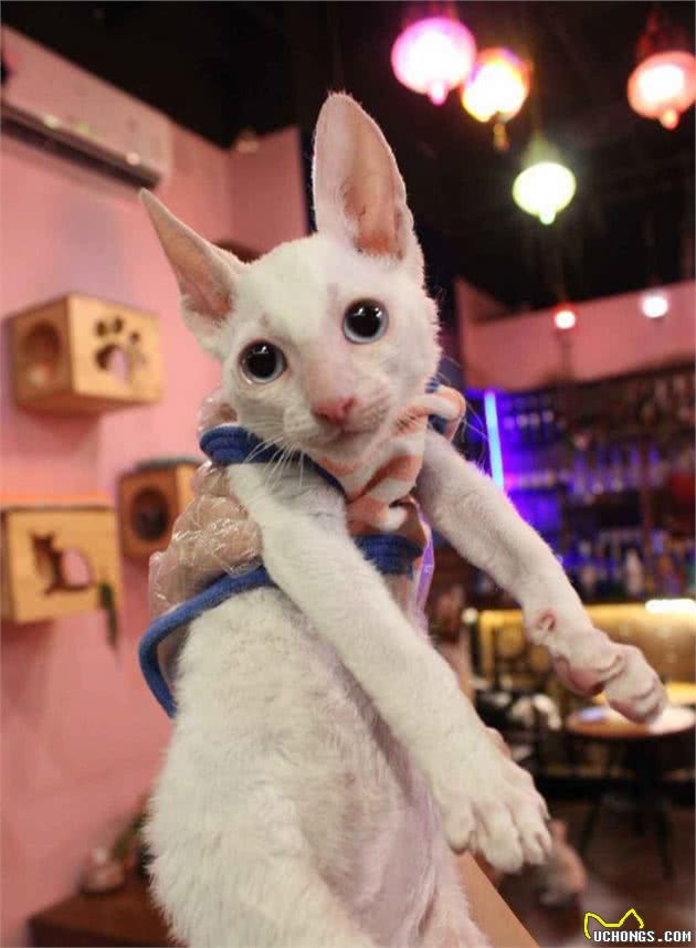 世界上最小的猫咪top6，萌得好想抱一只回家！