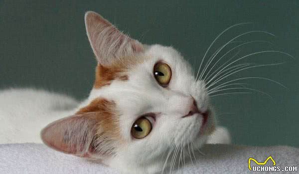 世界上最小的猫咪top6，萌得好想抱一只回家！
