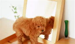 喜欢娇小可爱的狗狗？选这6个长不大的品种吧，萌化你的少女心！