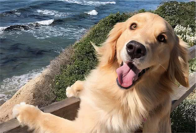 为啥金毛犬在国内这么受欢迎？是靠颜值，还是靠机遇？