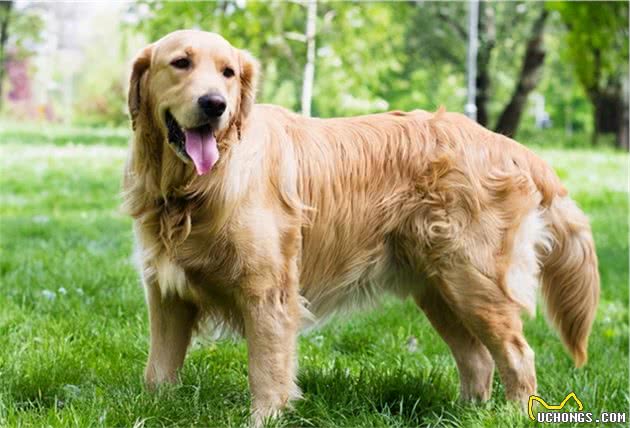 为啥金毛犬在国内这么受欢迎？是靠颜值，还是靠机遇？