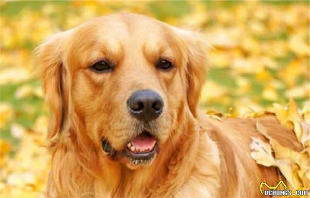 为啥金毛犬在国内这么受欢迎？是靠颜值，还是靠机遇？