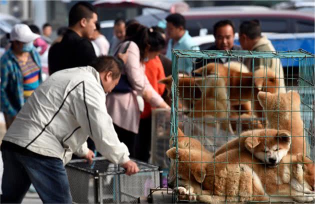 买狗为什么要买公狗呢？6个原因告诉你真相