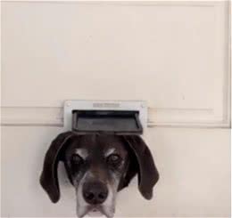 狗狗湖水中站立漂浮露出一脸渴望，妈顿时笑翻：又在暗示什么啦？