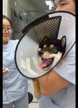 狗在被打针后瞬间变脸，隔着屏幕都感到了疼，原谅我不厚道地笑了