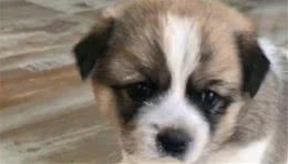 狗狗饿到吐黄水也不吃狗粮