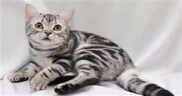 为什么大家喜欢美短猫，因为它有6个优点，让人越养越喜欢