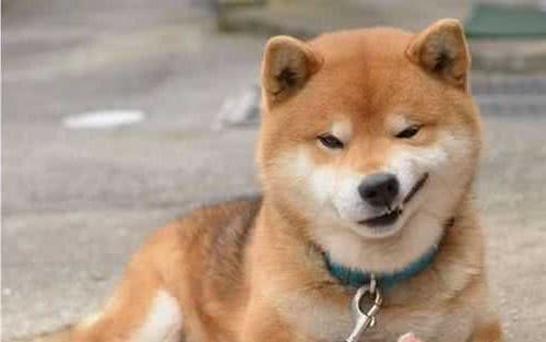 柴犬的几大优点，看完真想养上一只