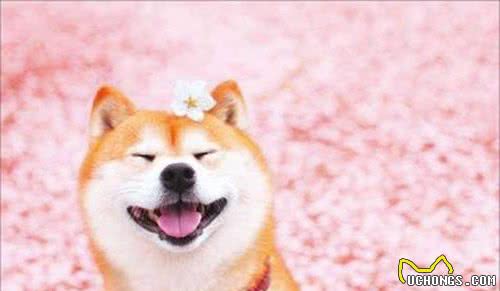 柴犬的几大优点，看完真想养上一只