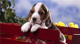 拥有狗改不了吃屎的性格，注定人生是失败的！