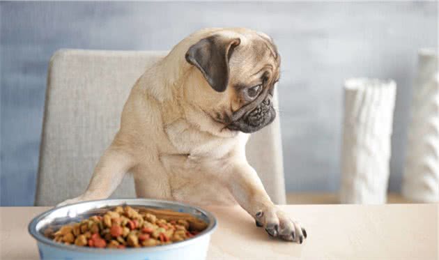 狗狗挑食太娇惯？你需要注意这几点