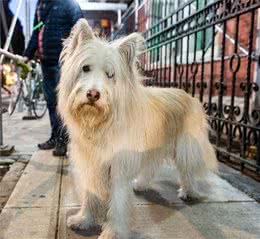 狗狗真的会得抑郁症吗？注意这些问题，还你一只可爱活泼的汪星人