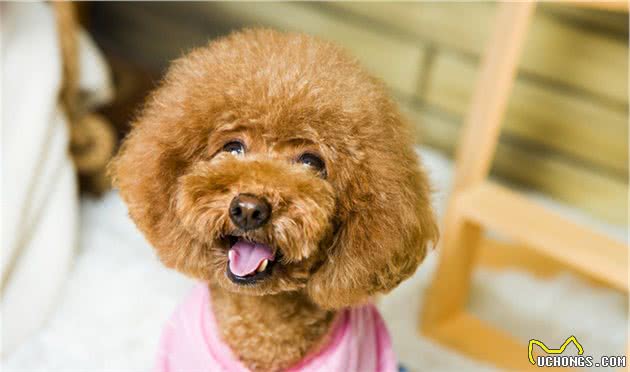 这几种“泰迪犬”买了会亏本，如果不想被坑，就睁大眼睛看清楚了
