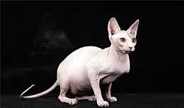 拥有回头率高的猫，斯芬克斯猫，是种什么样的体验