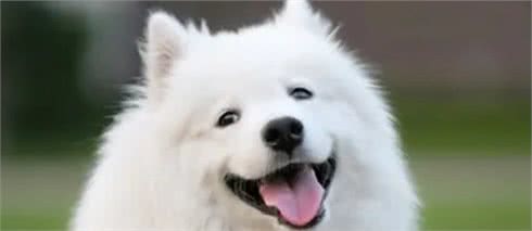 狗狗社交要注意这几件事