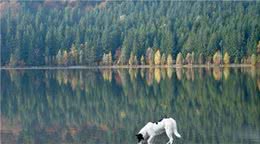 什么是犬幽门螺杆菌？狗狗感染了会怎么样？平时该注意什么？