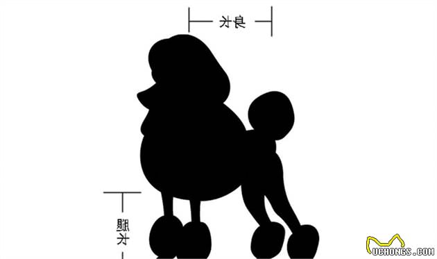 贵宾系泰迪犬纯不纯，主要看5个方面，别养了“假狗”还不知道！