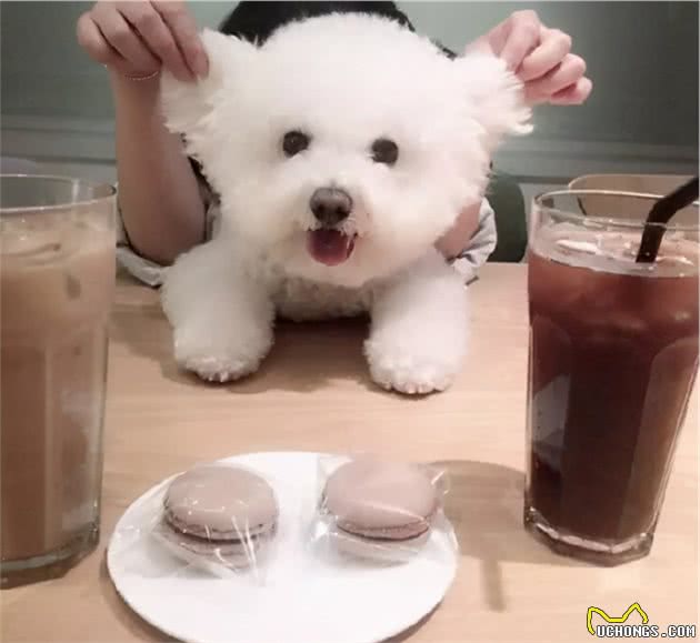 上班族也想养狗？什么狗才适合新手养呢？