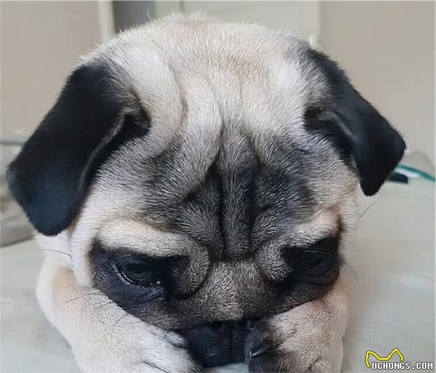 上班族也想养狗？什么狗才适合新手养呢？