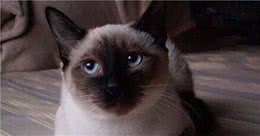 “猫中之狗”的暹罗猫少人养？除了价格高，还有这6个原因