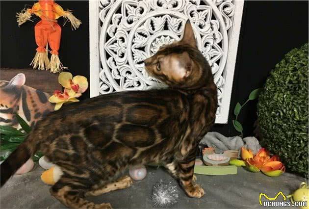 孟加拉豹猫国内乱战解读