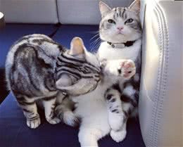 养美国短毛猫的痛，只有养过才知道