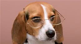 狗狗有这5种特征，说明身体健康，你家狗狗占几个？