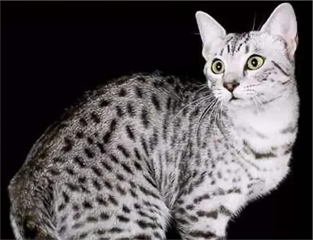 教你选猫系列，猫咪品种介绍及品相判断（18）—奥西猫
