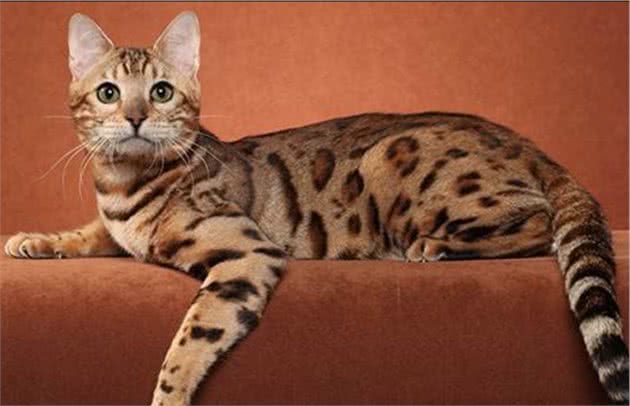 教你选猫系列，猫咪品种介绍及品相判断（18）—奥西猫