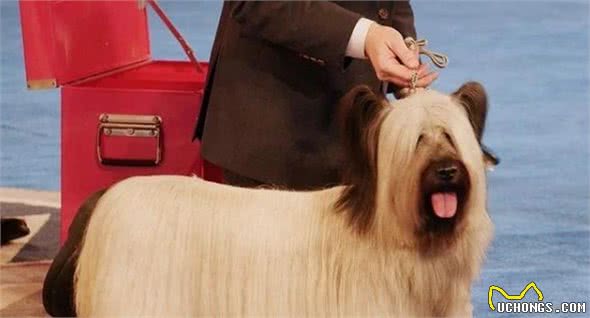 犬展是狗狗界的选美活动，实际比拼的是什么？