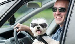 如何听懂毛孩子说话—狗狗身体语言解析