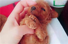 常摸“贵宾犬”这几个部位，它会更爱你