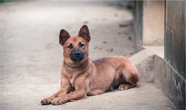 纯种的中华田园犬应该是什么样的？中国本土田园犬当自强