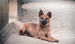 纯种的中华田园犬应该是什么样的？中国本土田园犬当自强