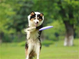 铲屎官们你们知道宠物犬牙齿疾病的防治对策吗？