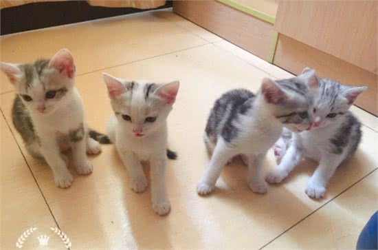 曾经皇家贵族猫，现被嫌挖煤—“猫中之犬”暹罗猫：宝宝心里苦啊