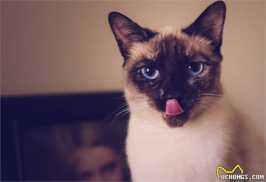 曾经皇家贵族猫，现被嫌挖煤—“猫中之犬”暹罗猫：宝宝心里苦啊