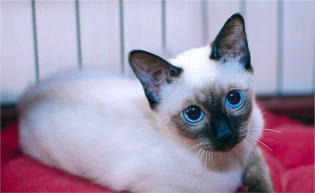 曾经皇家贵族猫，现被嫌挖煤—“猫中之犬”暹罗猫：宝宝心里苦啊