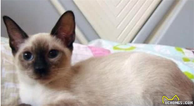 曾经皇家贵族猫，现被嫌挖煤—“猫中之犬”暹罗猫：宝宝心里苦啊