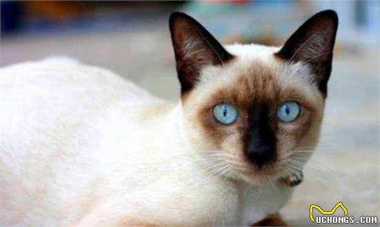 曾经皇家贵族猫，现被嫌挖煤—“猫中之犬”暹罗猫：宝宝心里苦啊
