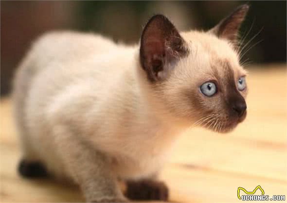 曾经皇家贵族猫，现被嫌挖煤—“猫中之犬”暹罗猫：宝宝心里苦啊