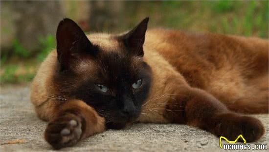 曾经皇家贵族猫，现被嫌挖煤—“猫中之犬”暹罗猫：宝宝心里苦啊